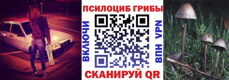 купить наркотики цена  Черноголовка  Галлюциногенные грибы Psilocybe 
